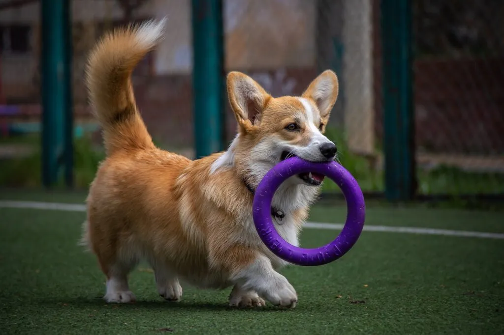 Common misconceptions about dog training