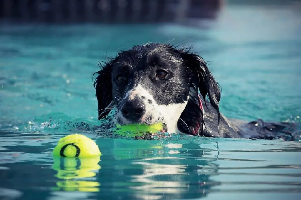 Positive reinforcement in dog training