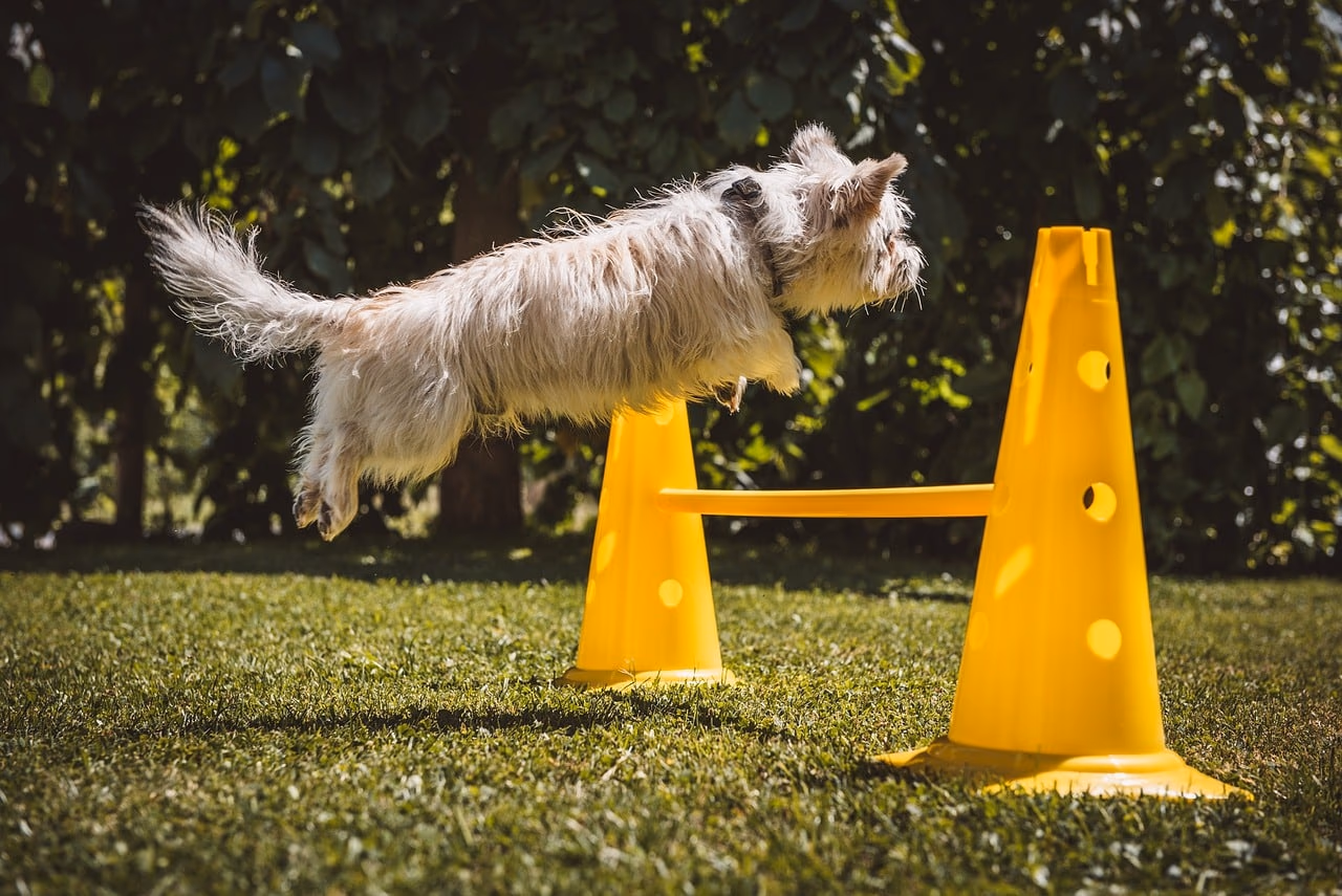 10 Common Dog Training Myths to Avoid