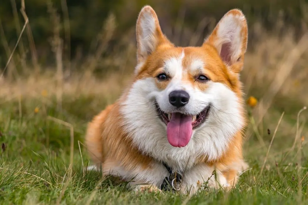 happy dog