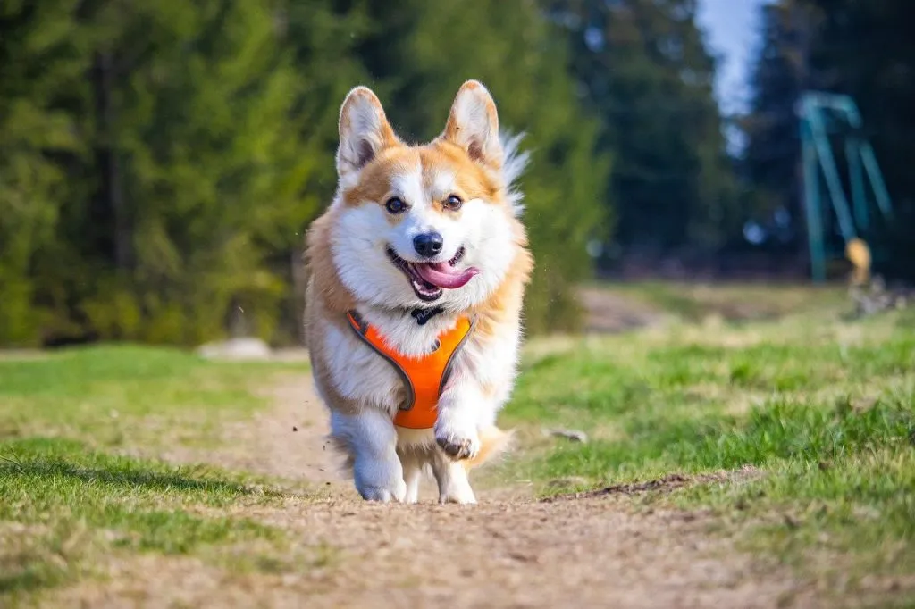 dog playing