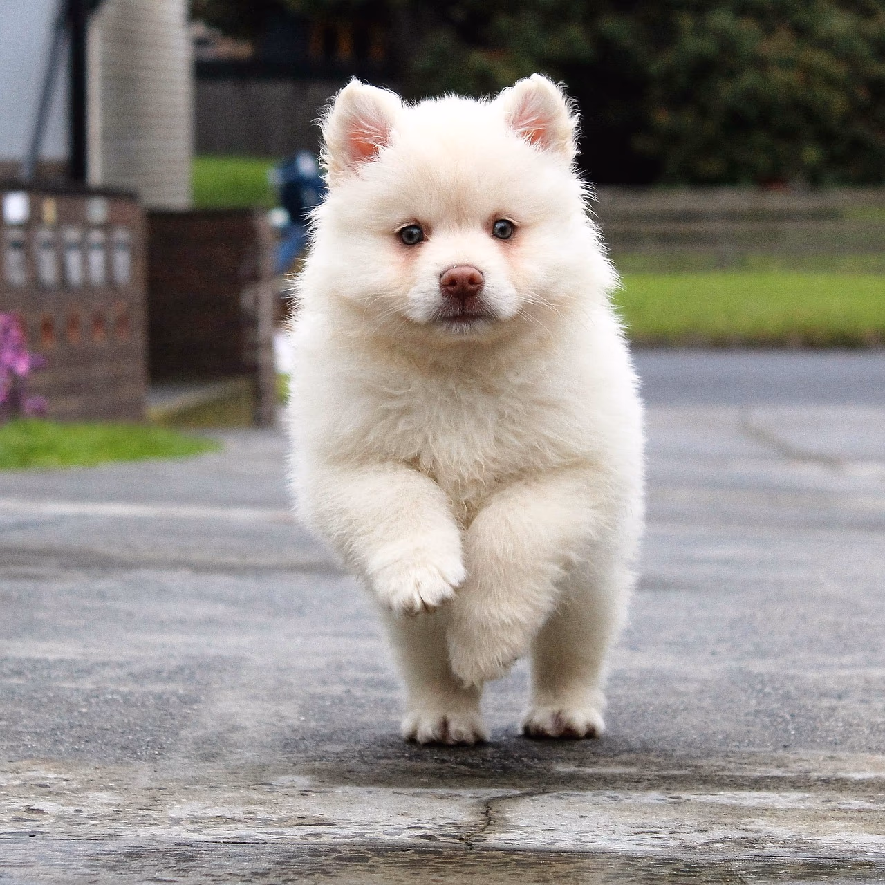 10 Fantastic Ways to Get Your Dog to Be Good! 🐶