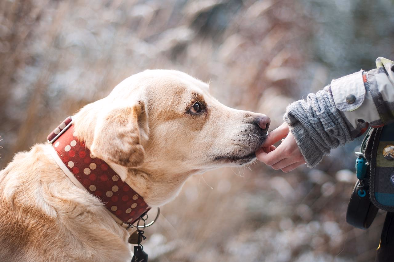 2 Irrefutable Things You Need to Remember Before You Look for Dogs for Sale in Kolkata