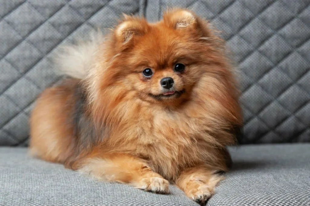 20 Small Dog Breeds Best Fit for Indian Homes