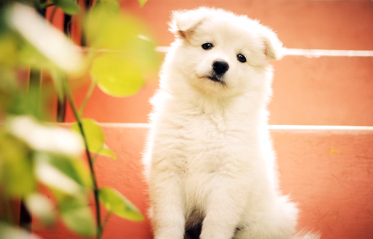 6 Reasons Many Families in Kolkata Prefer Small Breed Dogs