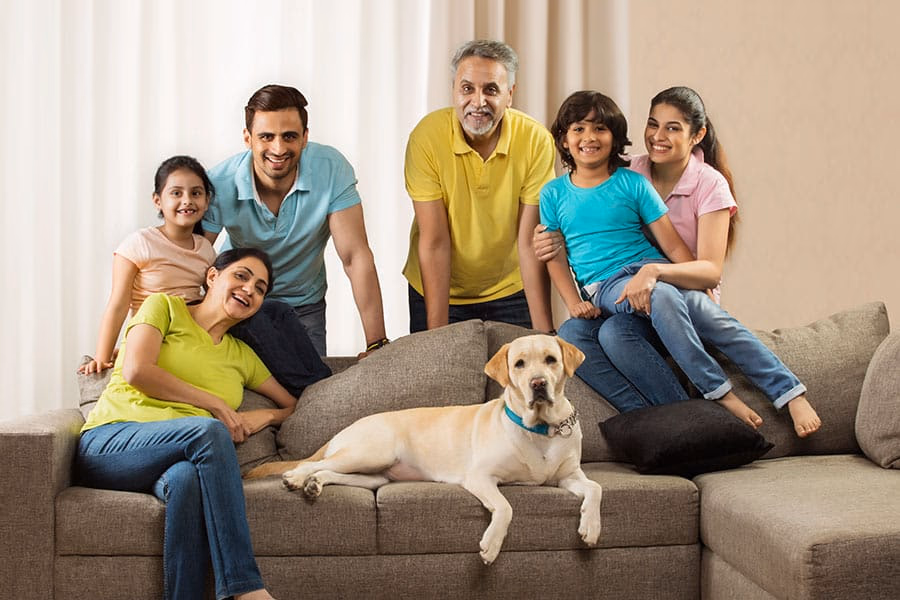 7 Different Dog Breeds Who Can Live Alone at Home While You Go to Work