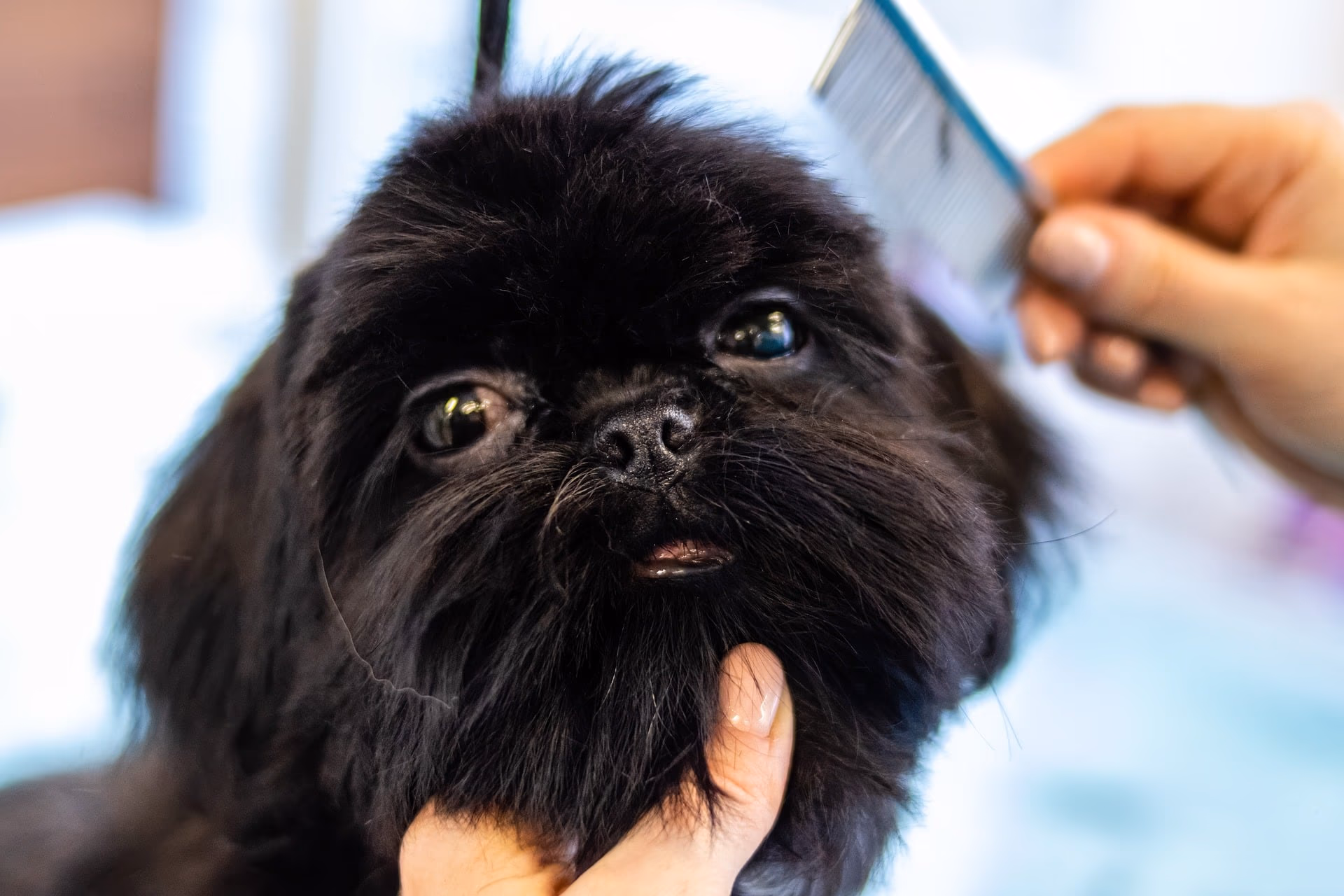 25 Dog Care Tips For Pet Parents