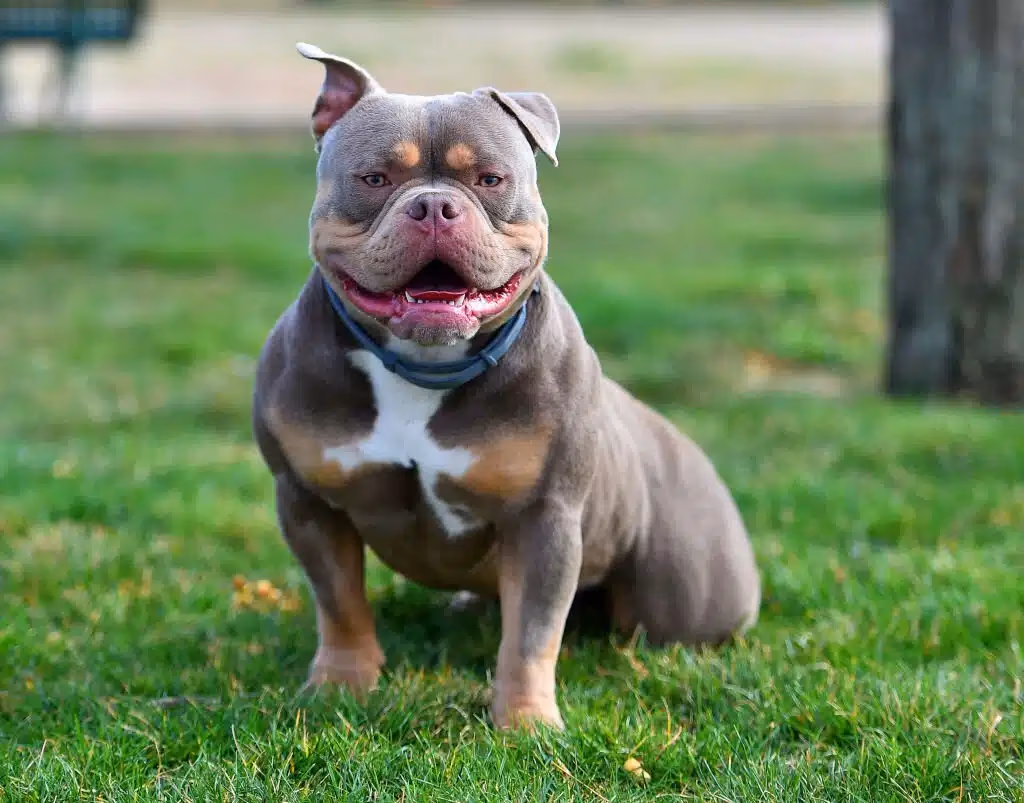 Muscular grey American Bully standing on grass