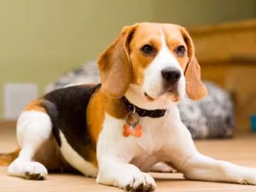 Adult tricolour Beagle lying on a wooden floor indoors, wearing a collar with an orange bone tag