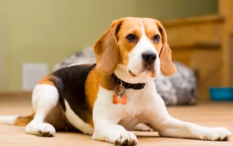 Adult tricolour Beagle lying on a wooden floor indoors, wearing a collar with an orange bone tag