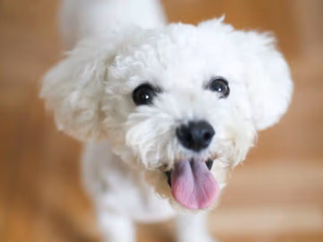 White Bichon Frise with a fluffy curled coat