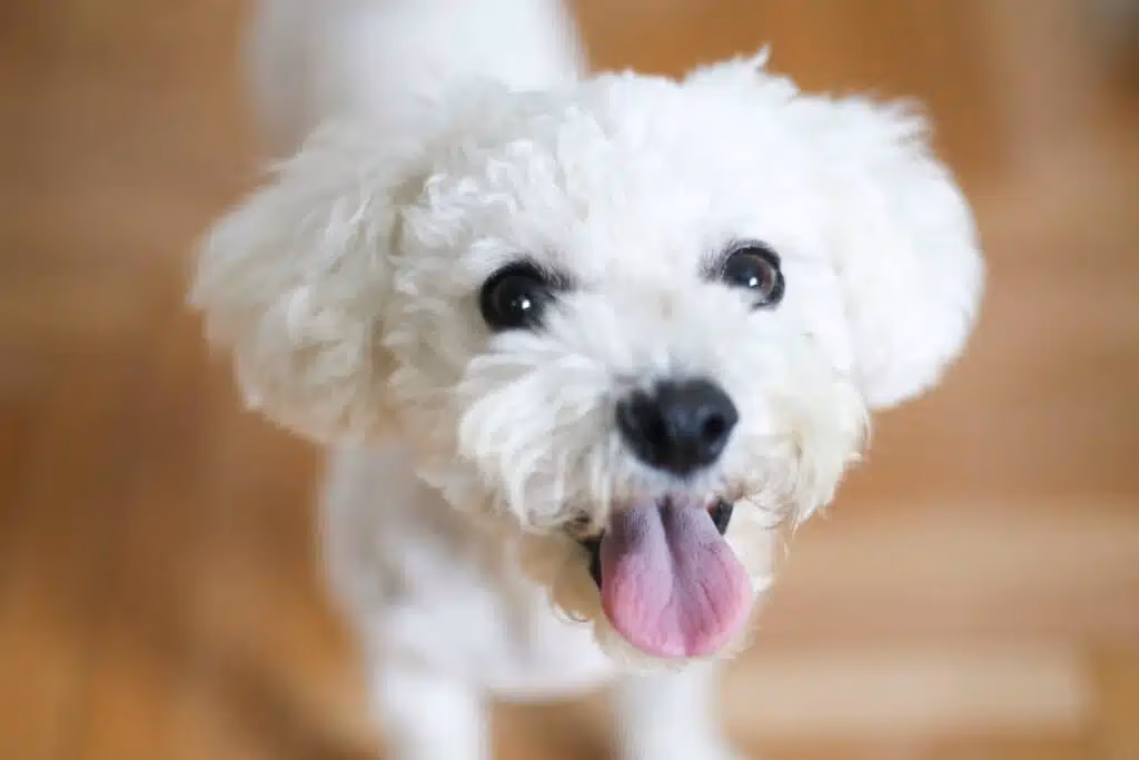 White Bichon Frise with a fluffy curled coat