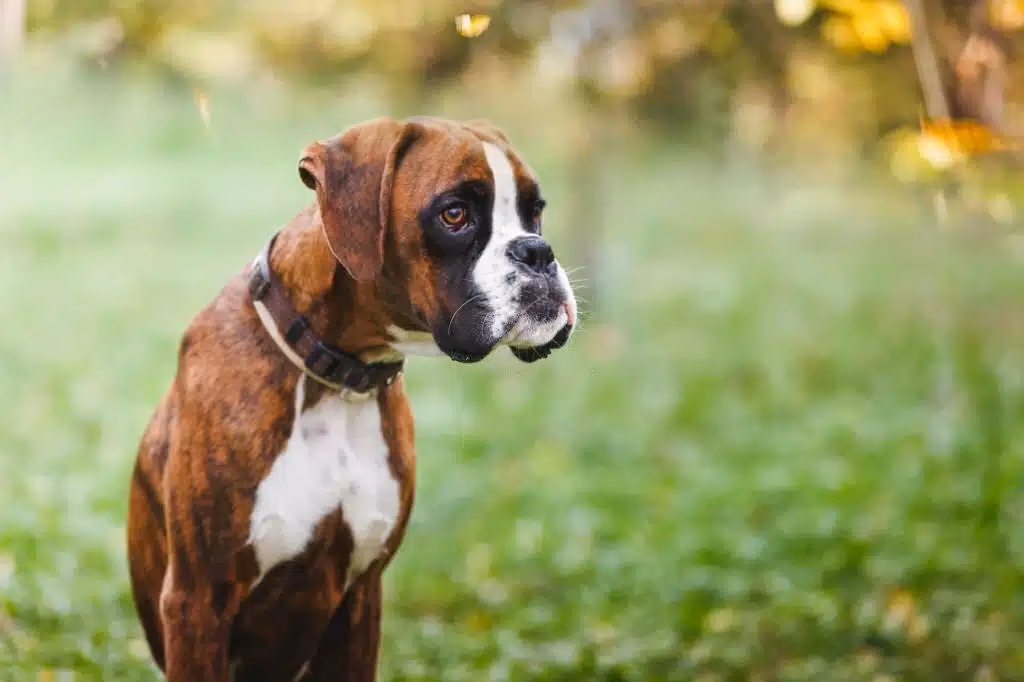 Fawn and white Boxer puppy standing outdoors