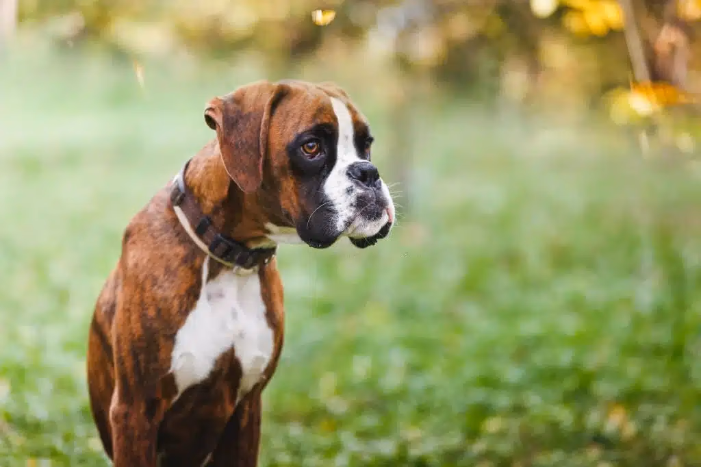 Fawn and white Boxer puppy standing outdoors