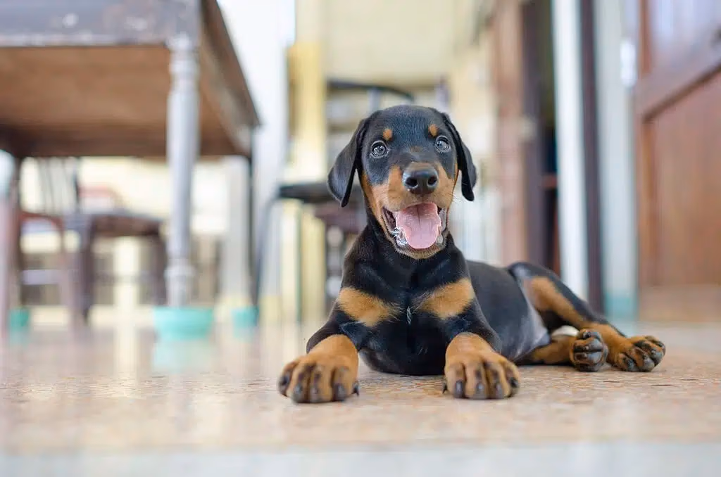 Black and tan Doberman Pinscher puppy standing on grass