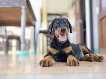 Black and tan Doberman Pinscher puppy standing on grass
