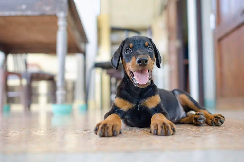 Black and tan Doberman Pinscher puppy standing on grass