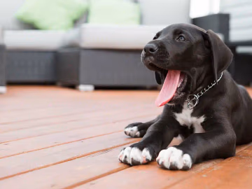 Great Dane standing outdoors on grass