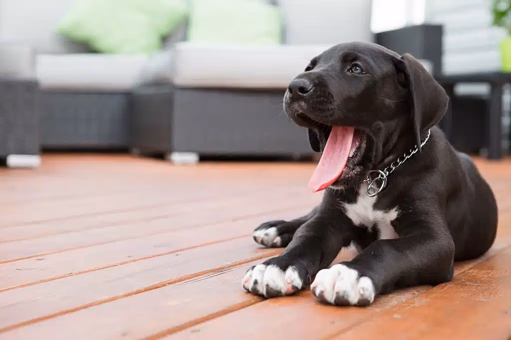 Great Dane standing outdoors on grass