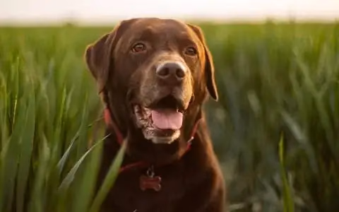 Adult chocolate Labrador Retriever in tall grass, wearing a red collar with a bone-shaped tag