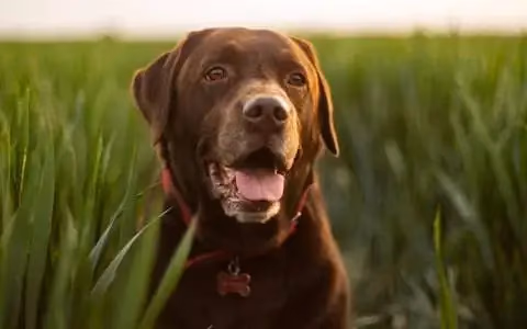 Adult chocolate Labrador Retriever in tall grass, wearing a red collar with a bone-shaped tag