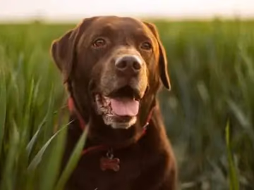 Adult chocolate Labrador Retriever in tall grass, wearing a red collar with a bone-shaped tag