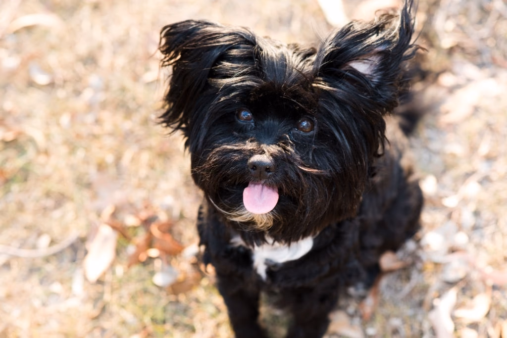 Long-coated Lhasa Apso standing indoors
