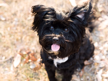 Long-coated Lhasa Apso standing indoors