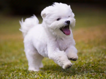 White Maltese with a long silky coat