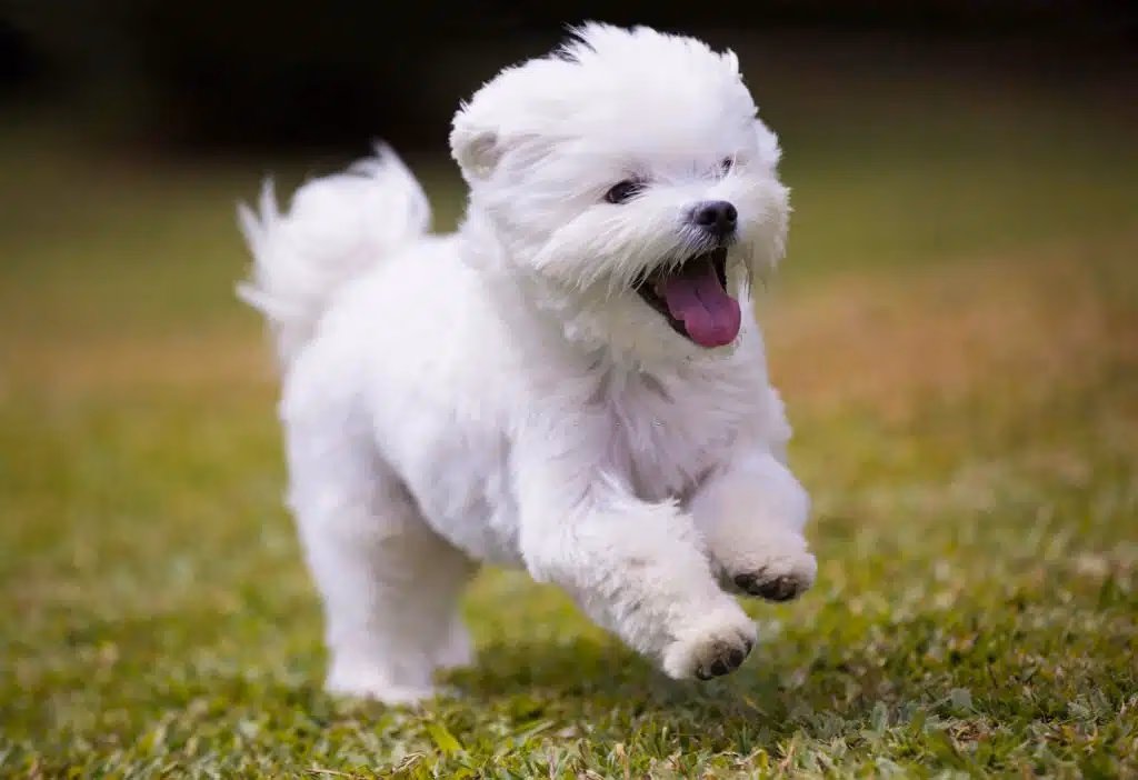 Cream Maltipoo with a soft wavy coat