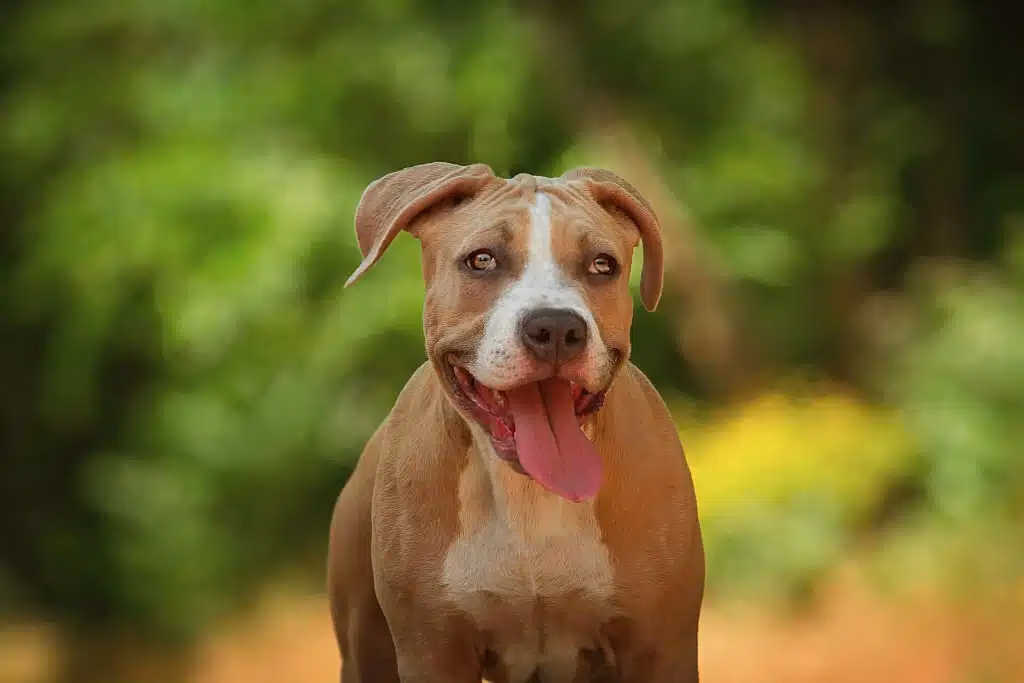 Tan American Pit Bull Terrier standing outdoors