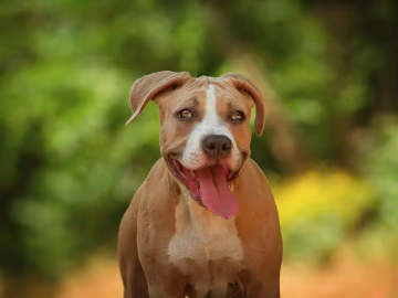 Tan American Pit Bull Terrier standing outdoors