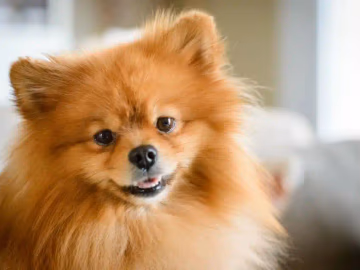 Orange Pomeranian indoors, head and shoulders, showing its dense double coat