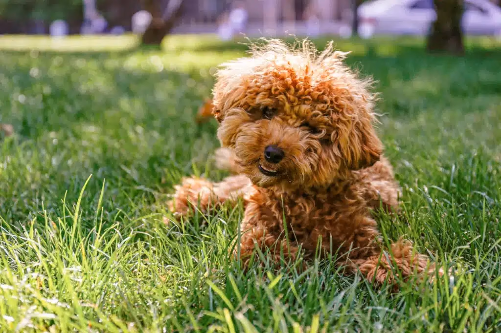 Apricot Poodle with a curly clipped coat