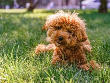 Apricot Poodle with a curly clipped coat