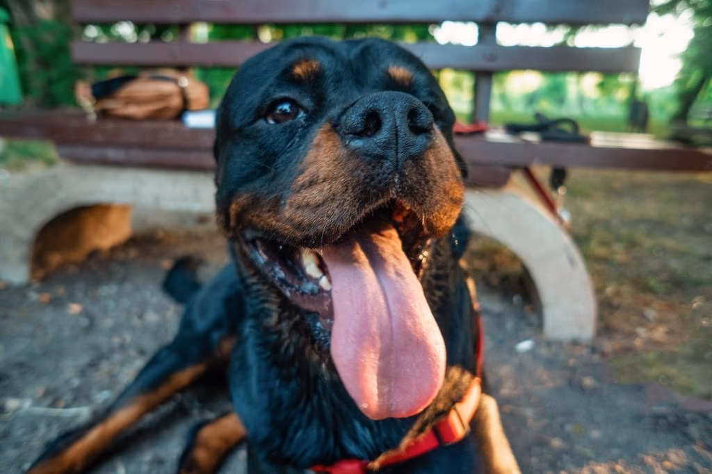 Adult black and tan Rottweiler outdoors