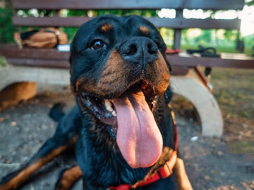 Adult black and tan Rottweiler outdoors