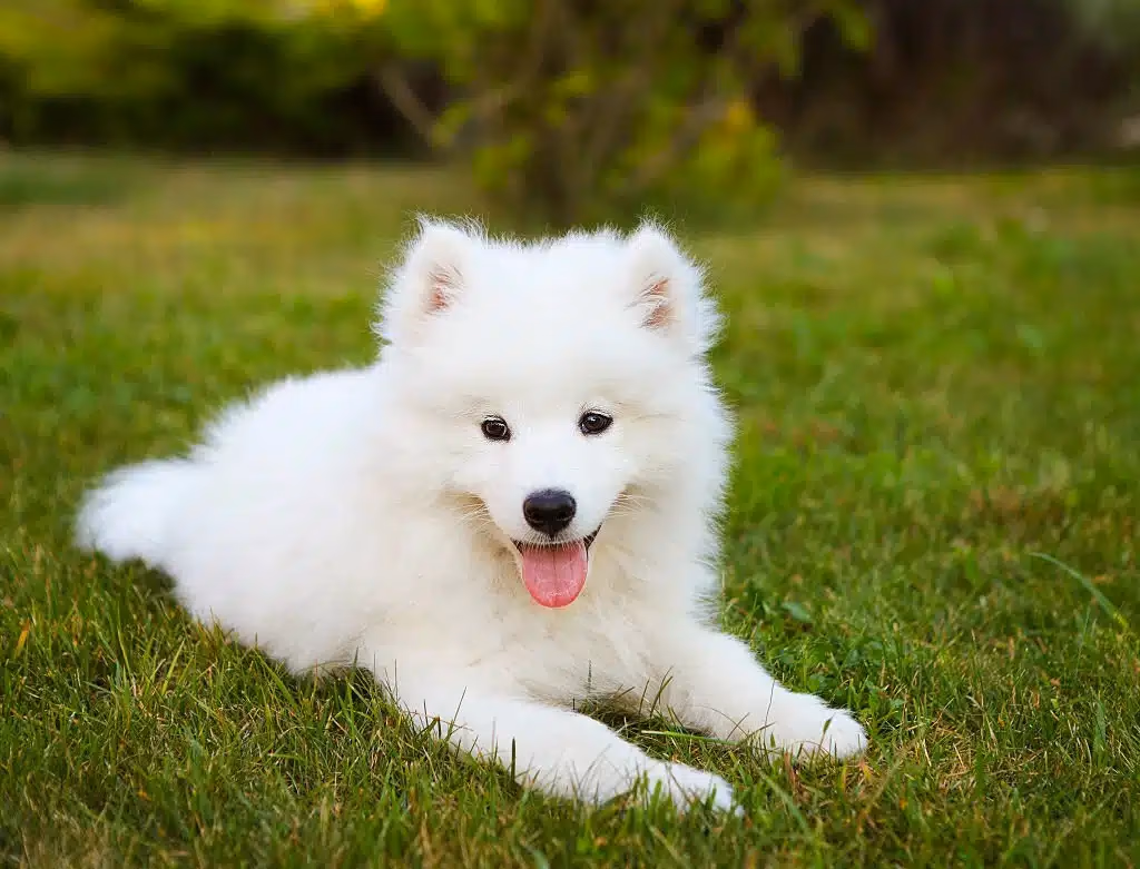White Samoyed with a thick double coat outdoors