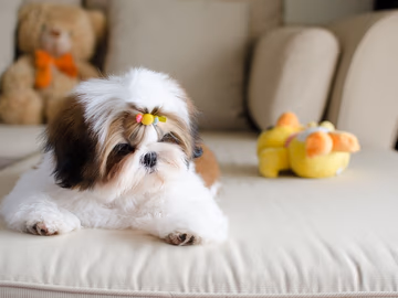 Long-coated Shih Tzu sitting indoors