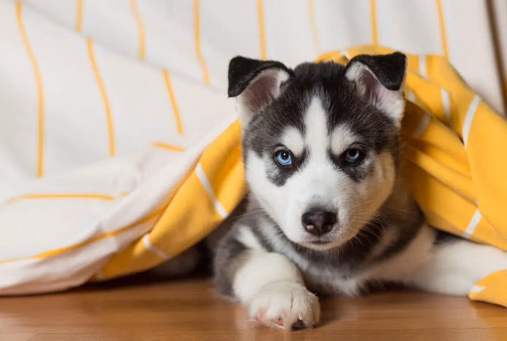 Blue-eyed Siberian Husky puppy peering out from under a yellow blanket on a wooden floor