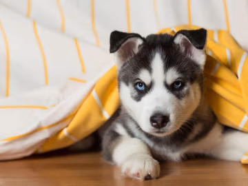 Blue-eyed Siberian Husky puppy peering out from under a yellow blanket on a wooden floor