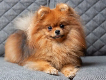 Small orange Toy Pomeranian with a dense double coat