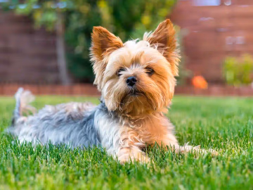 Yorkshire Terrier with a long silky tan and steel-blue coat