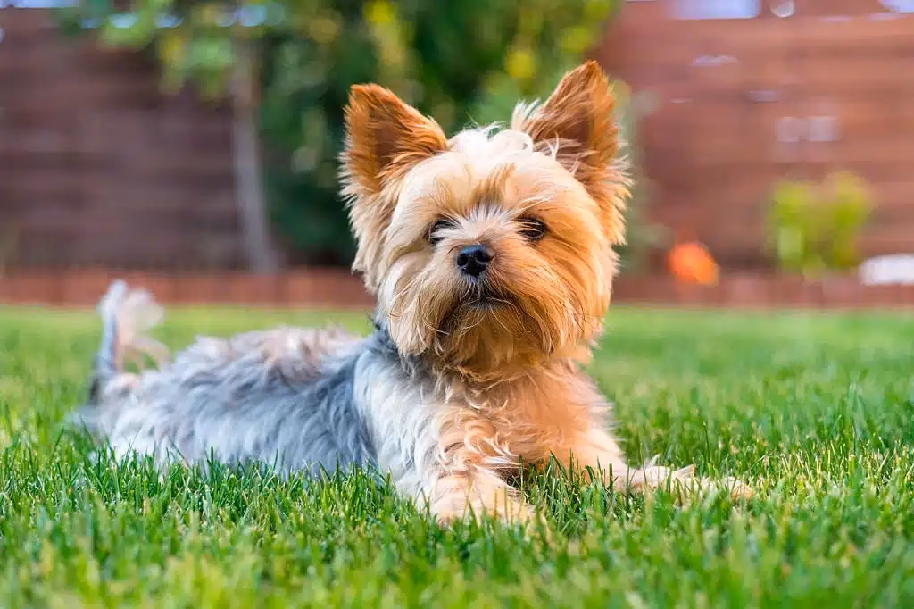 Yorkshire Terrier with a long silky tan and steel-blue coat
