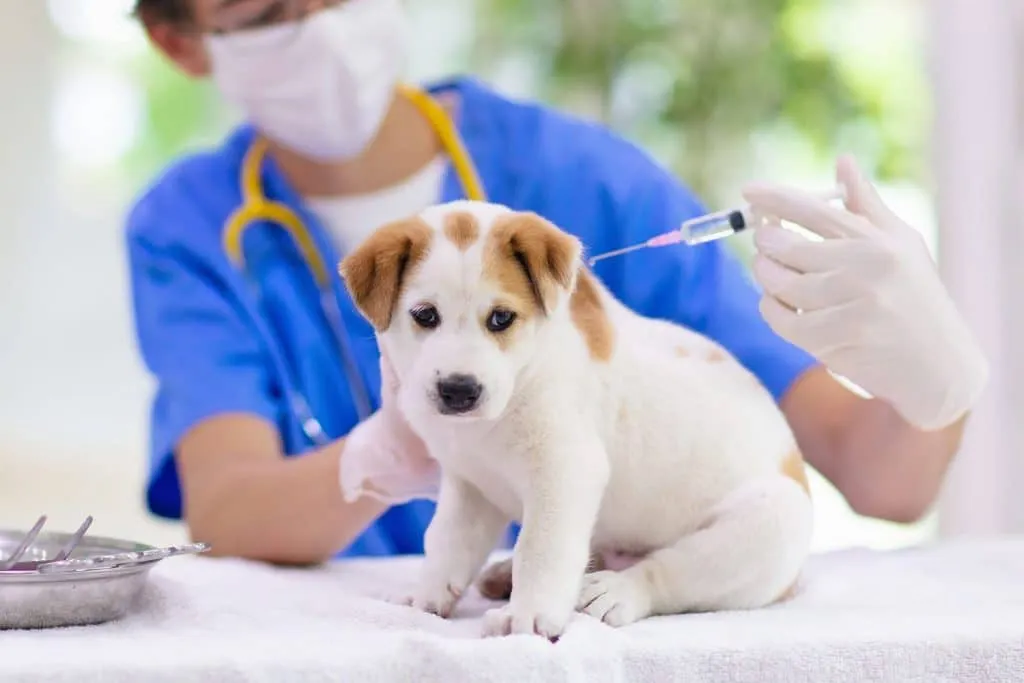vaccine-for-dogs
