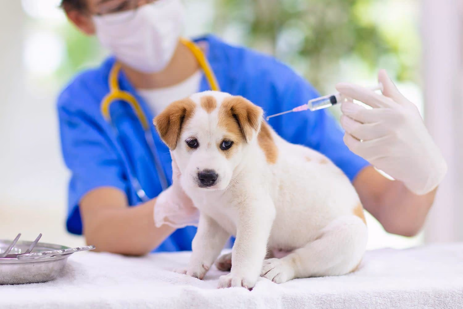 A Guide to Commonly Used Vaccination Names for Dogs 🐾