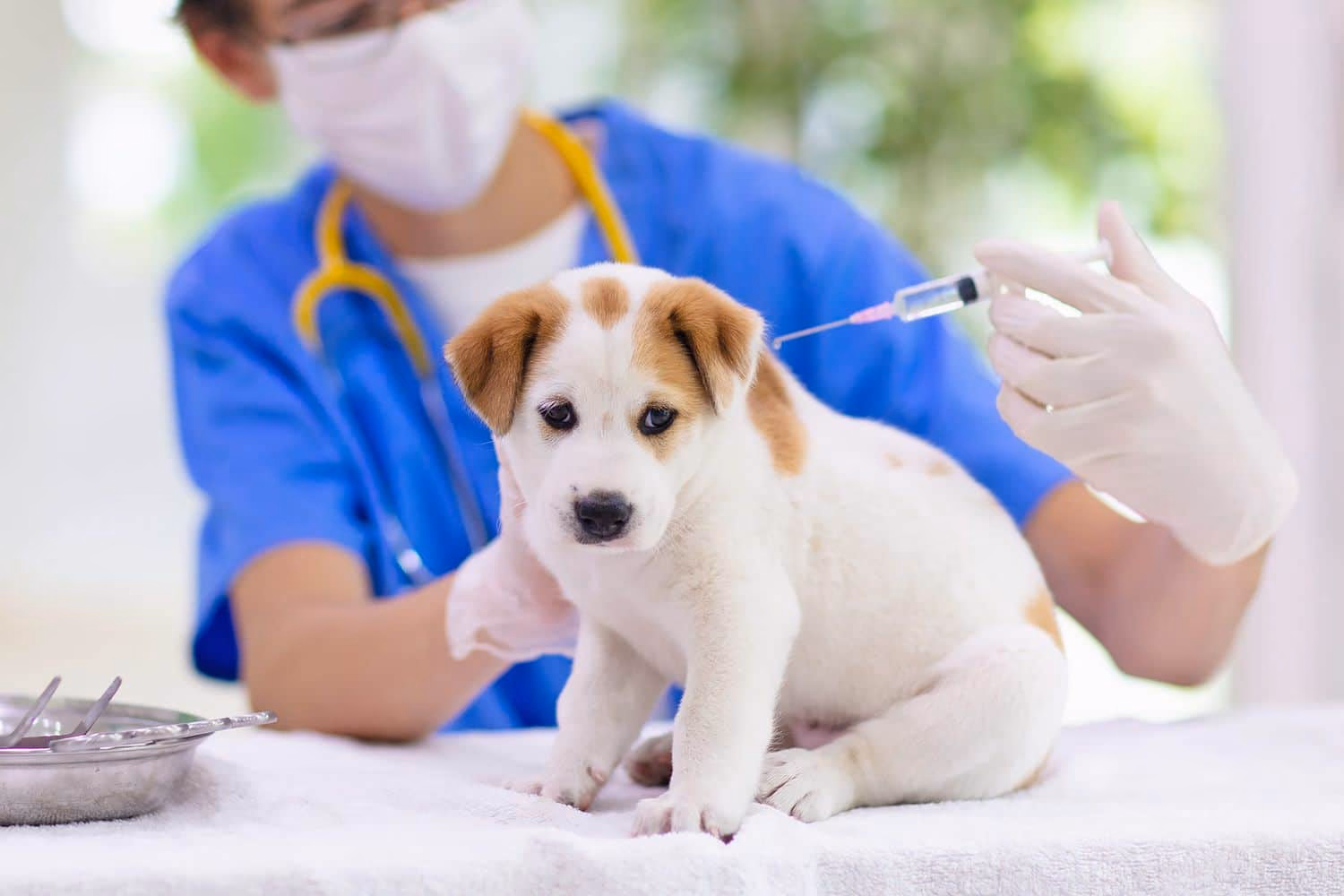 A Guide to Commonly Used Vaccination Names for Dogs 🐾