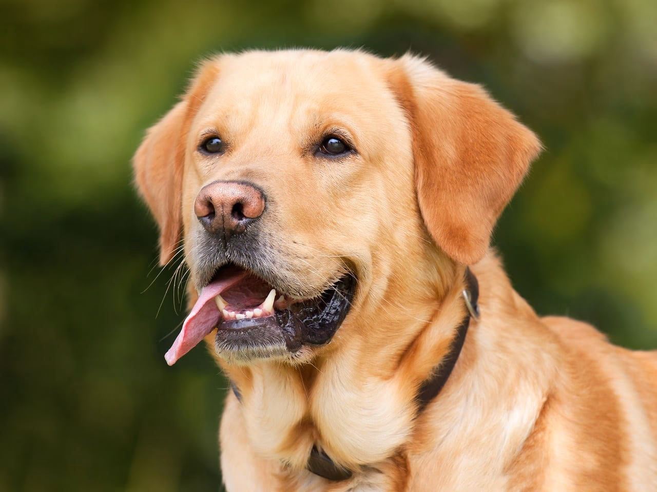 Choose the Best Puppy in Kolkata That Suits Your Personality & Family