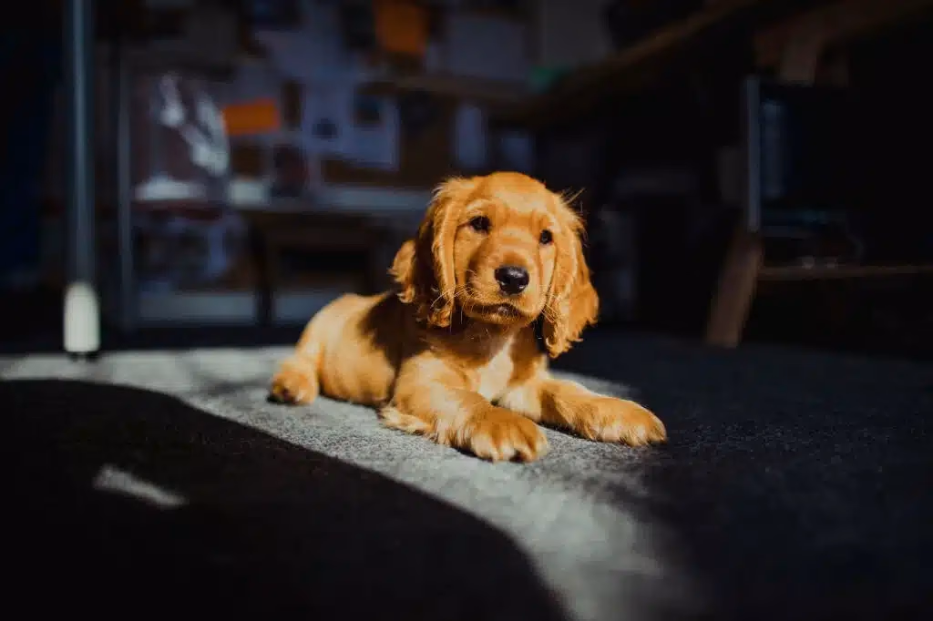 Golden Cocker Spaniel lying down indoors