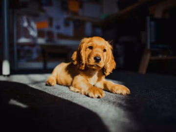 Golden Cocker Spaniel lying down indoors